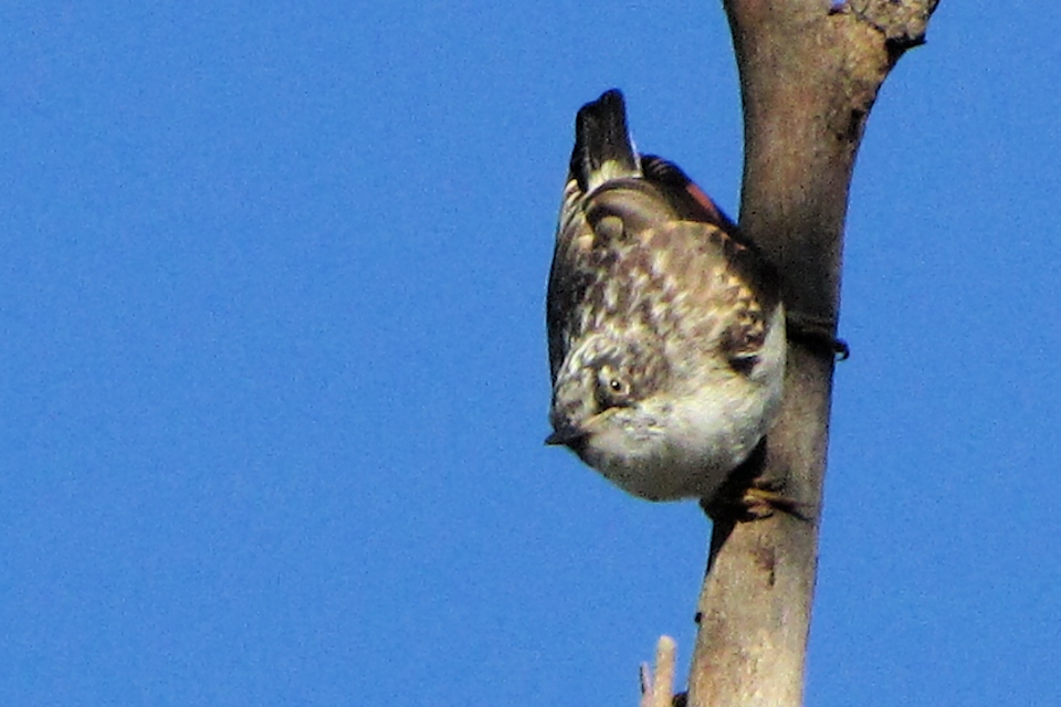 Varied Sittella (Daphoenositta chrysoptera)